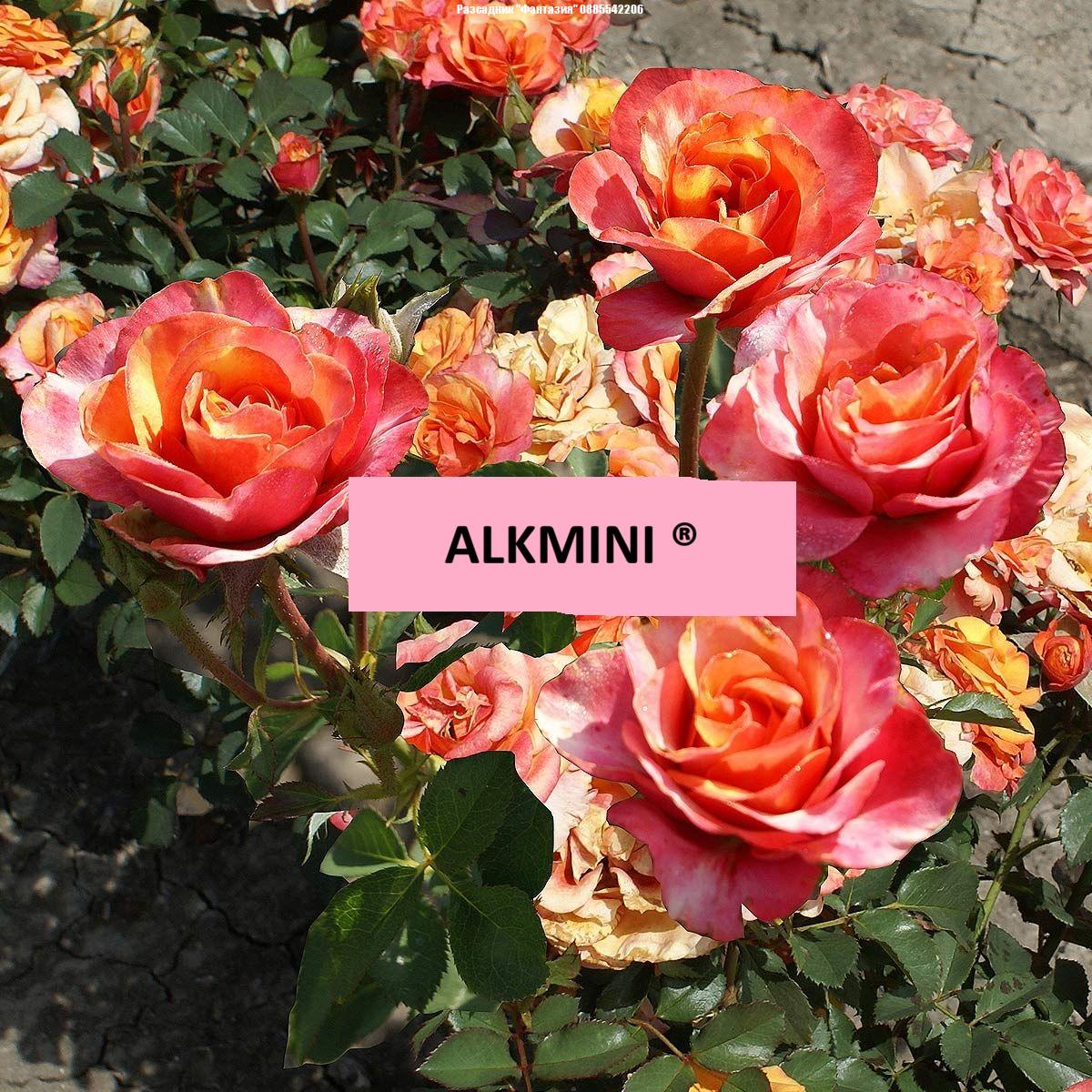 ALKMINI®