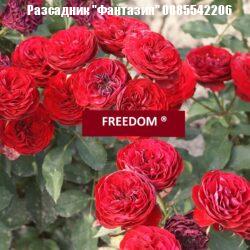 FREEDOM®