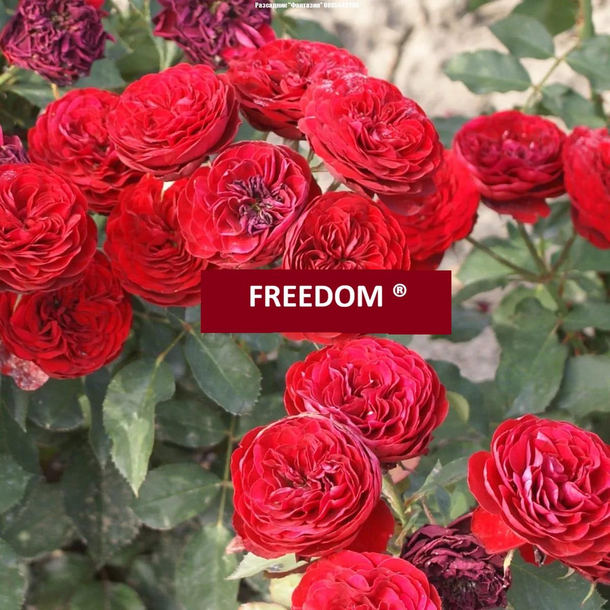 FREEDOM®
