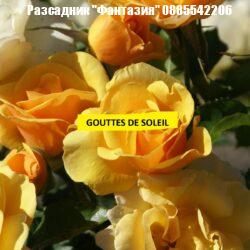 GOUTTES DE SOLEIL