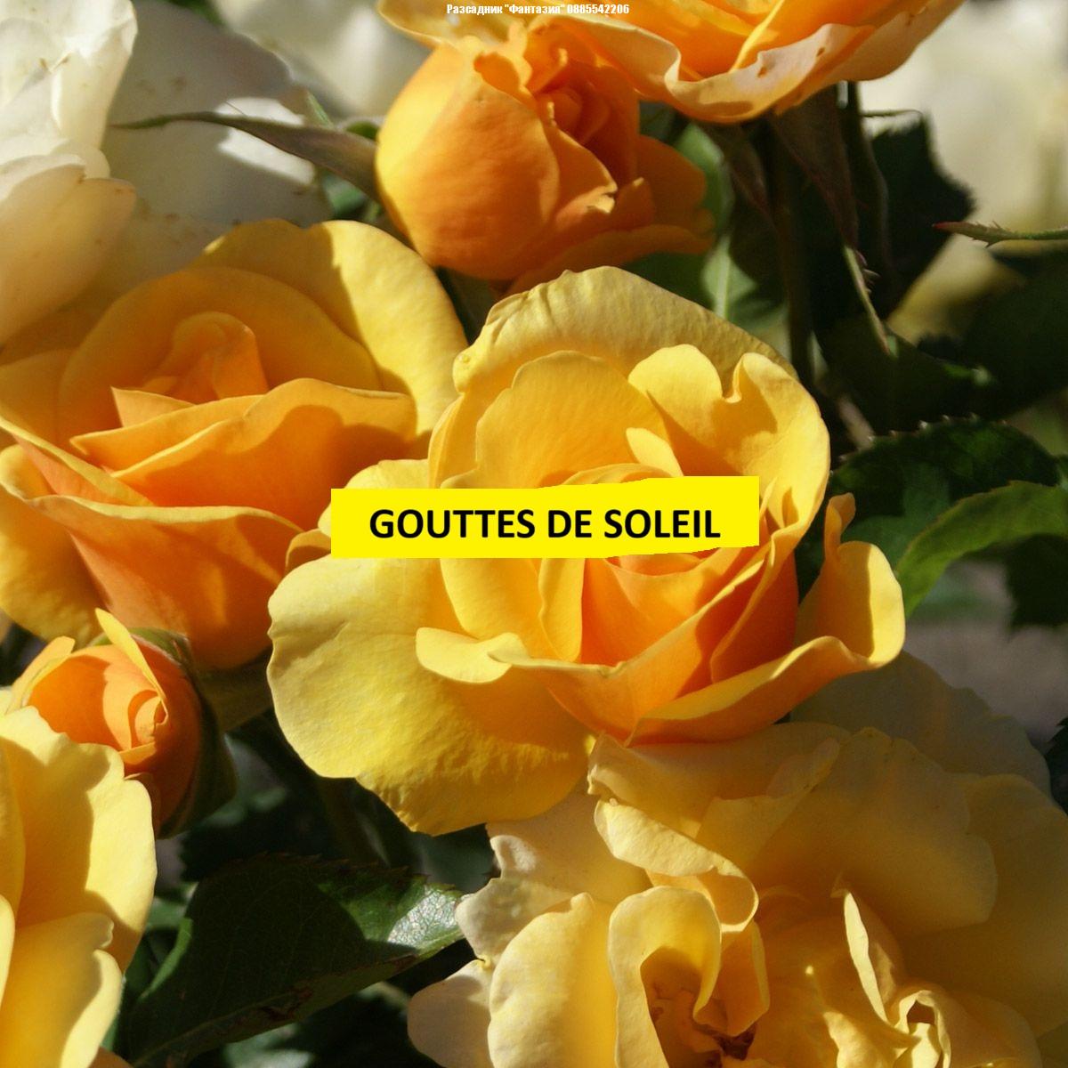 GOUTTES DE SOLEIL