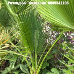 Robusta
