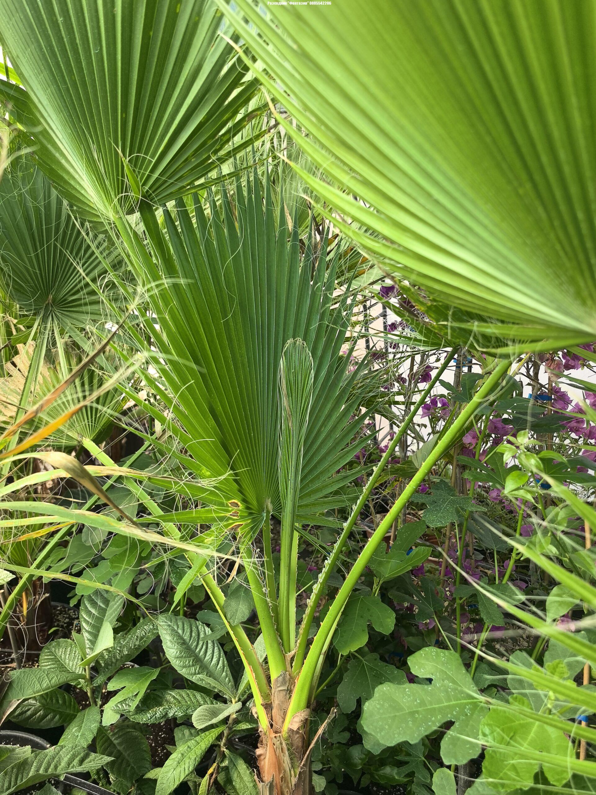 Robusta