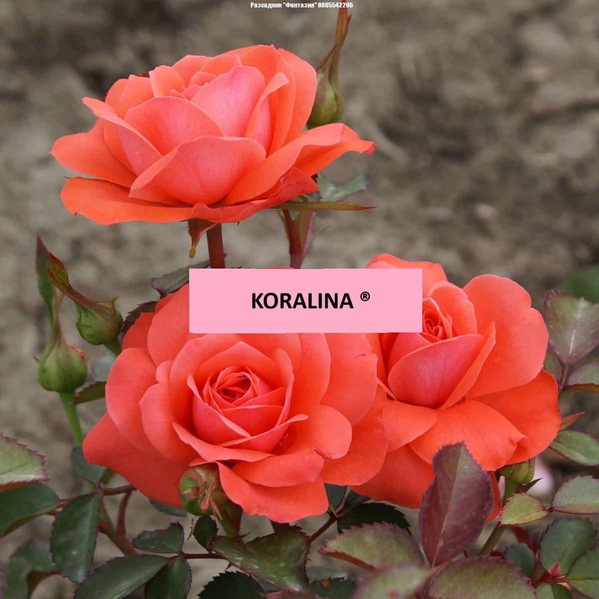 KORALINA®
