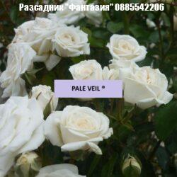 PALE VEIL ®
