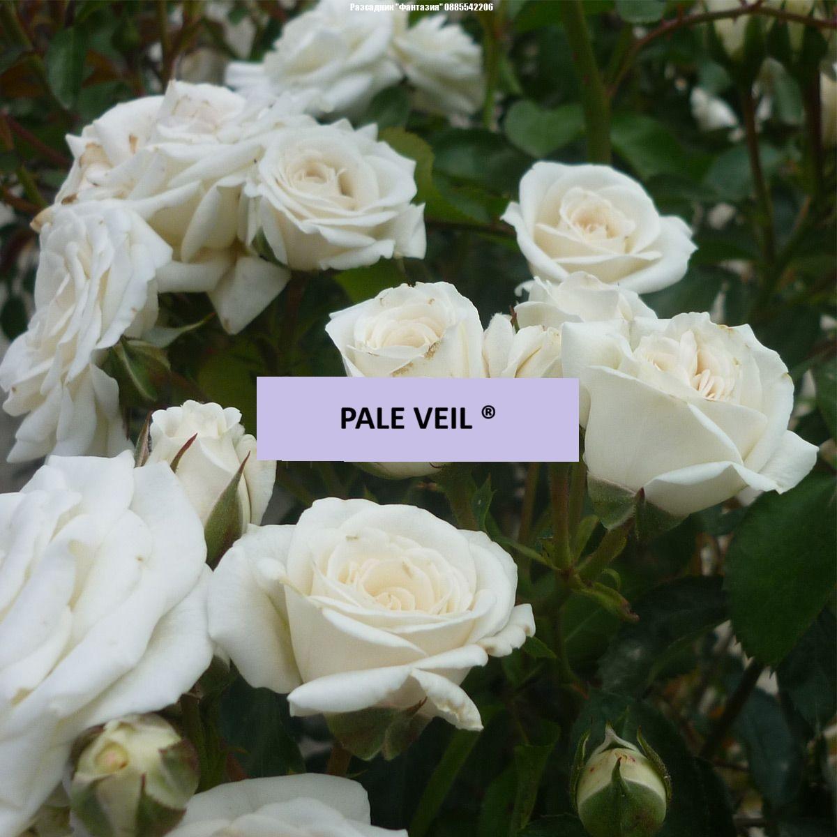 PALE VEIL ®