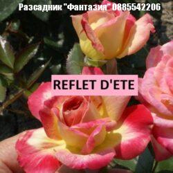 REFLET D'ETE