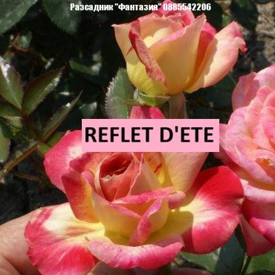 REFLET D'ETE