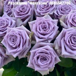 Shocking Blue®