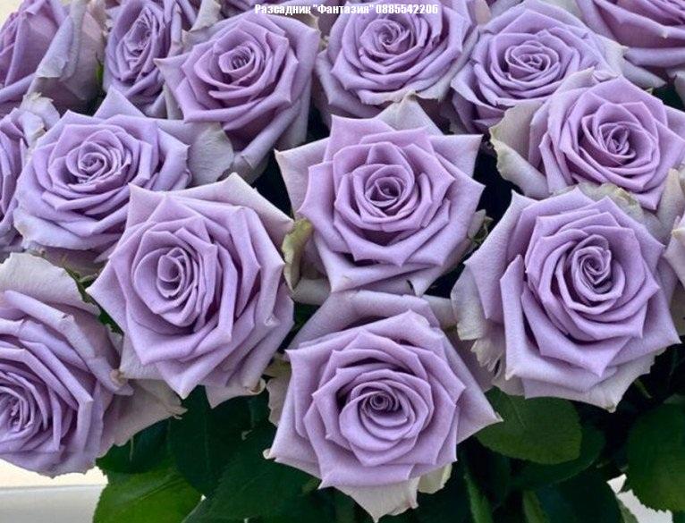 Shocking Blue®