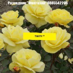 TWITY ®