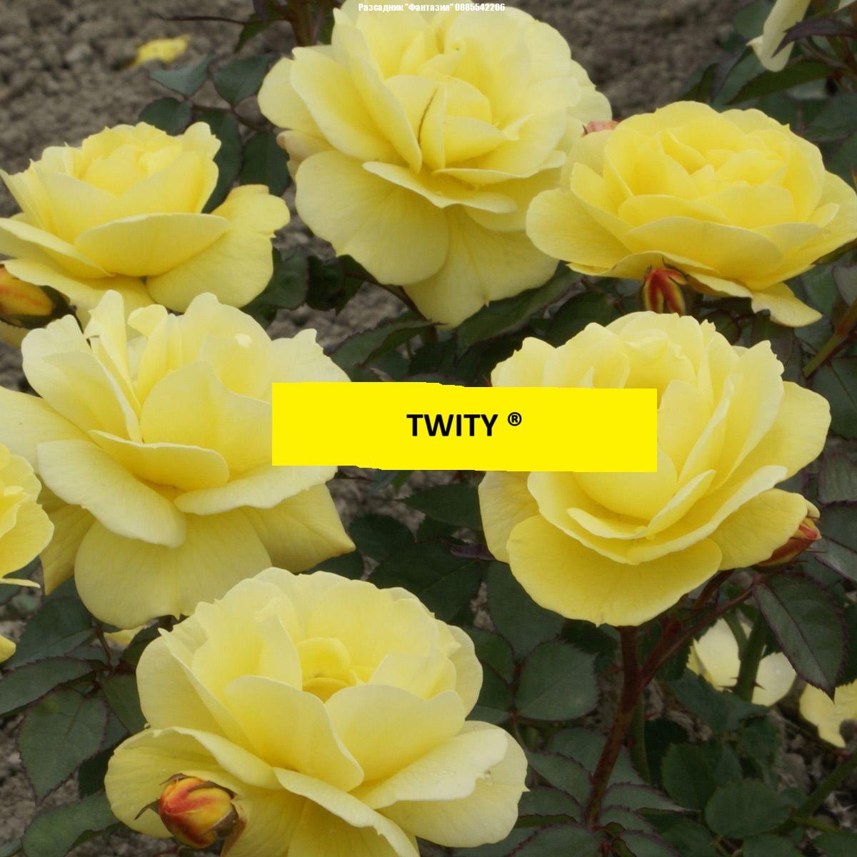 TWITY ®