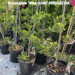 leylandii pompon