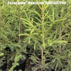 Picea abies