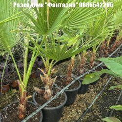 Robusta2