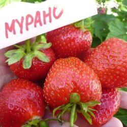 Мурано