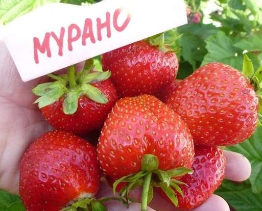 Мурано